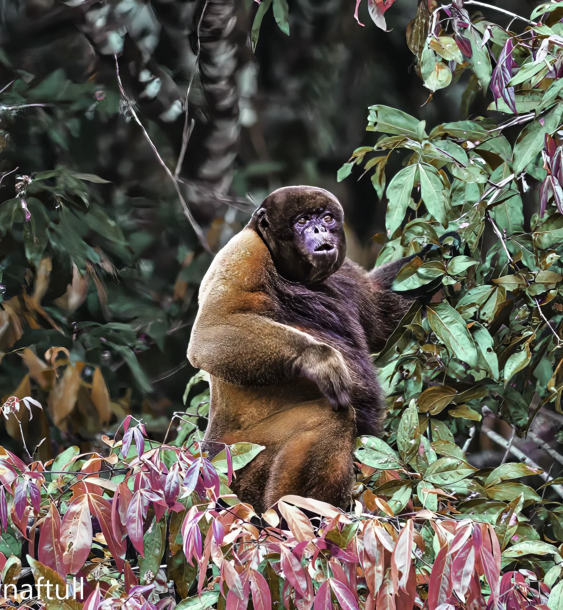 woolly monkey Watchful gaze