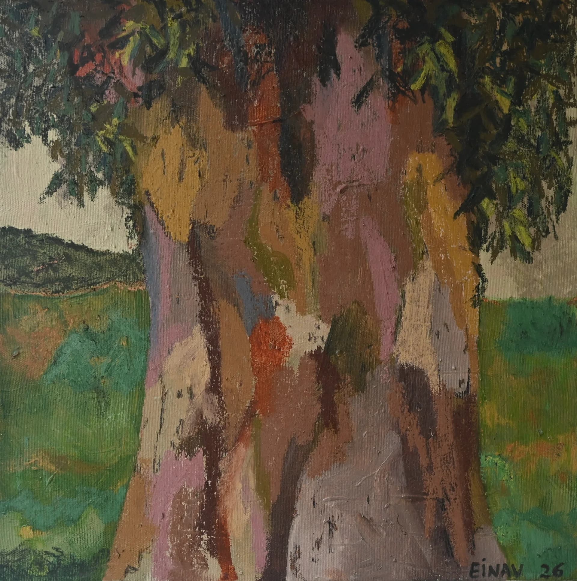 Eucalyptus Tree